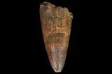 Massive, Deinosuchus Tooth - Aguja Formation, Texas #67572-1